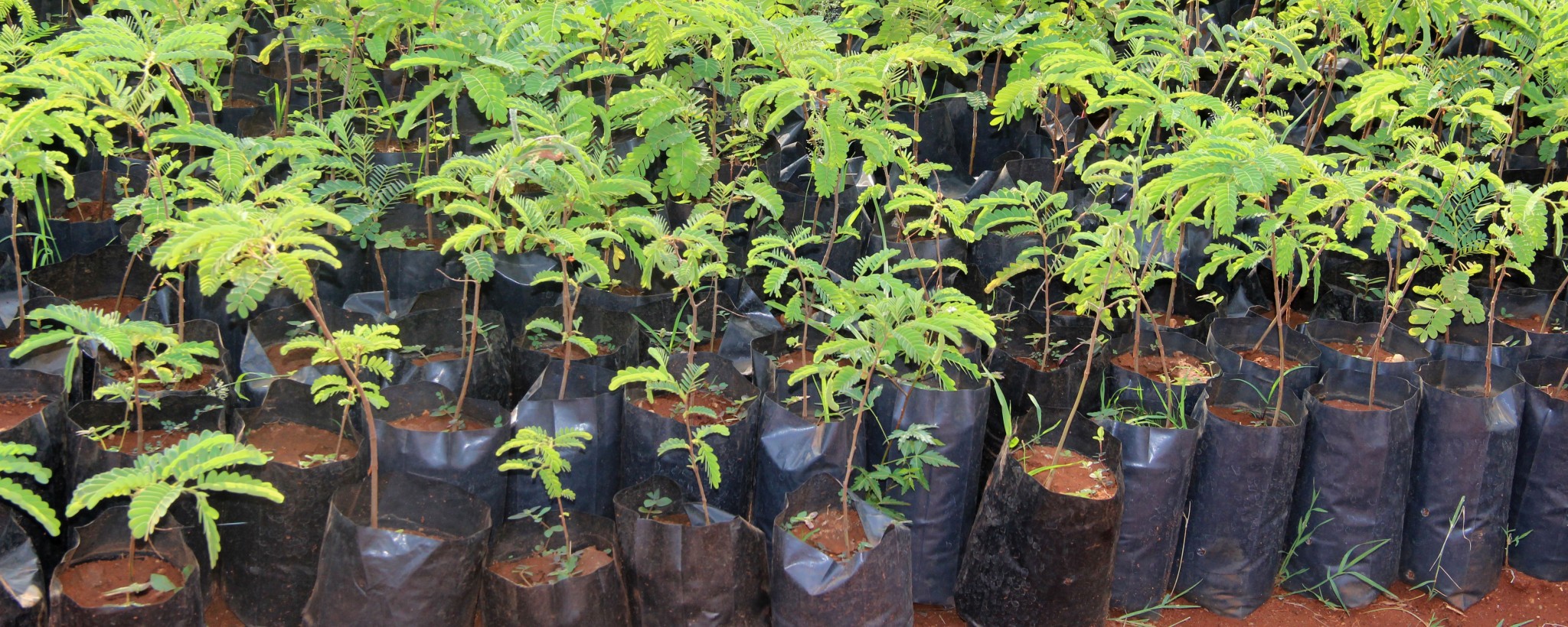 Aktiv für ein grüneres Indien  